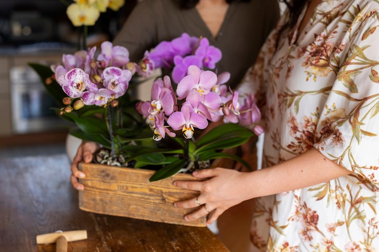 Orquídeas Para Iniciantes
